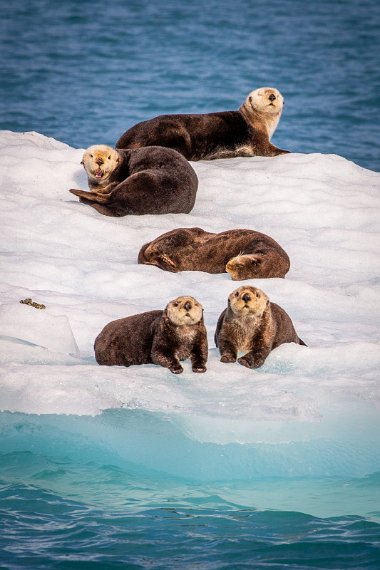 048 Valdez, Prince William Sound, zeeotters.jpg